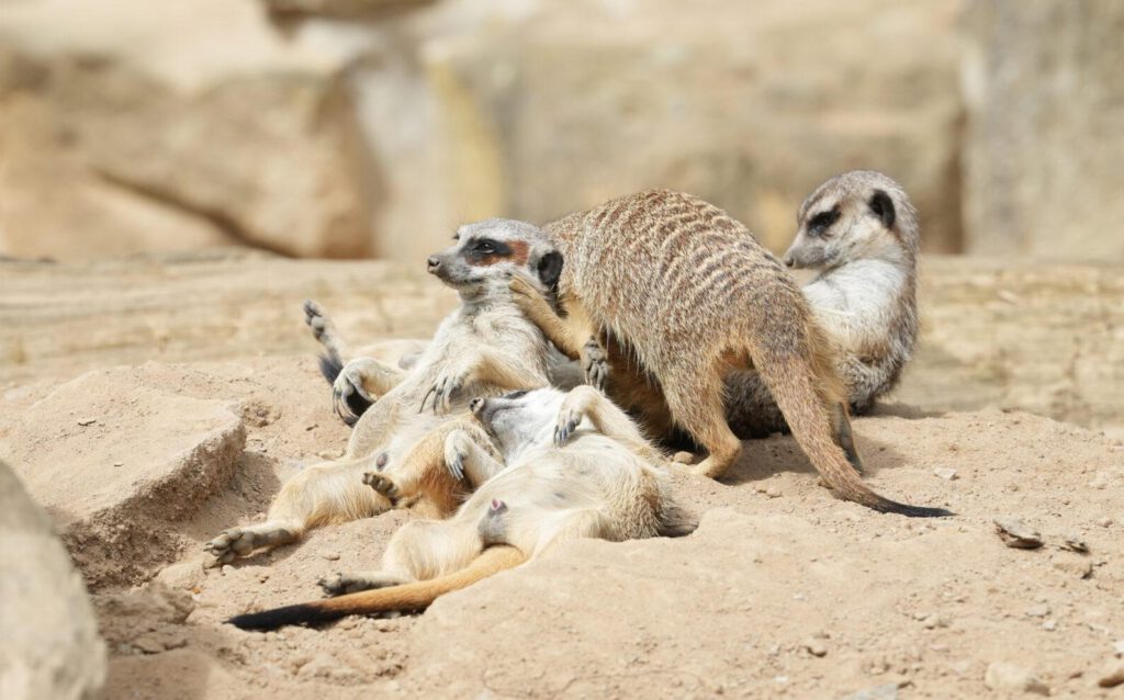 Zoo Dresden