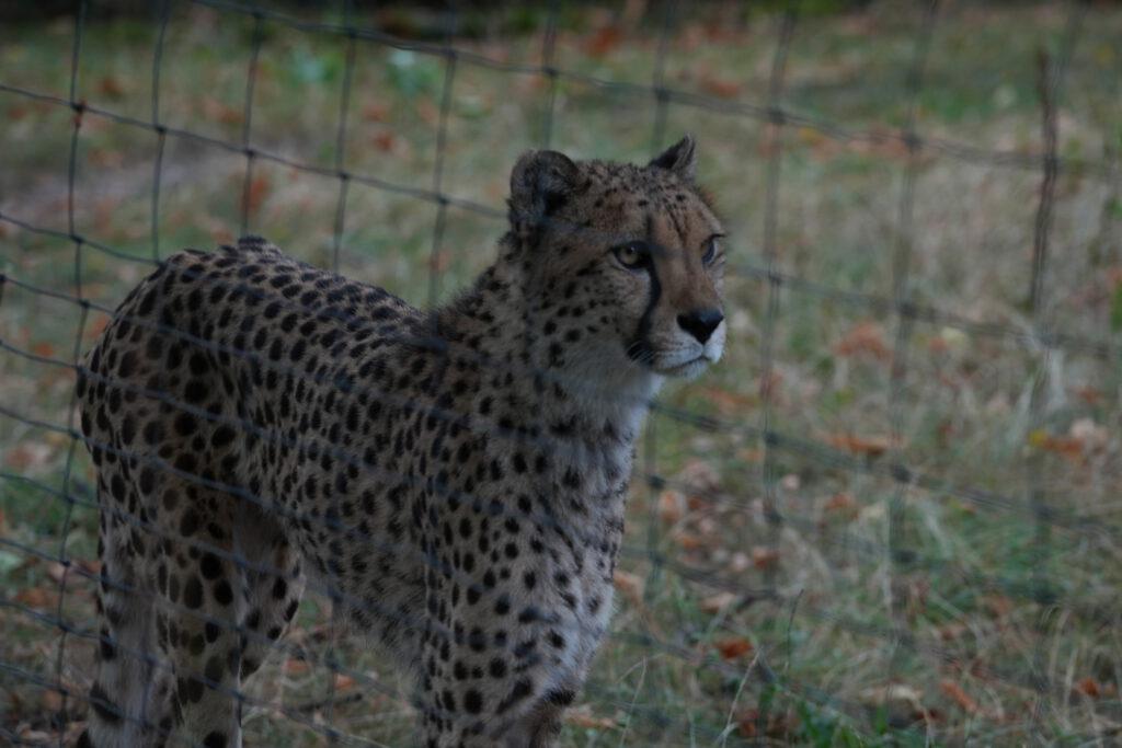 Zoo Dresden