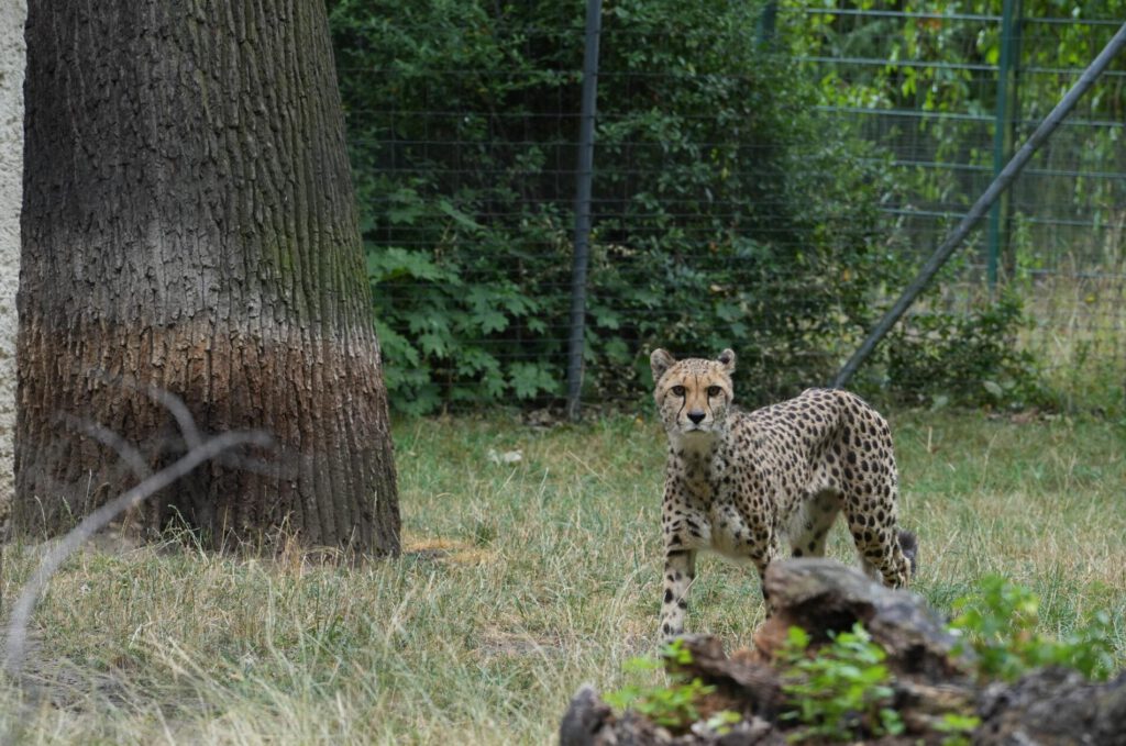 Zoo Dresden