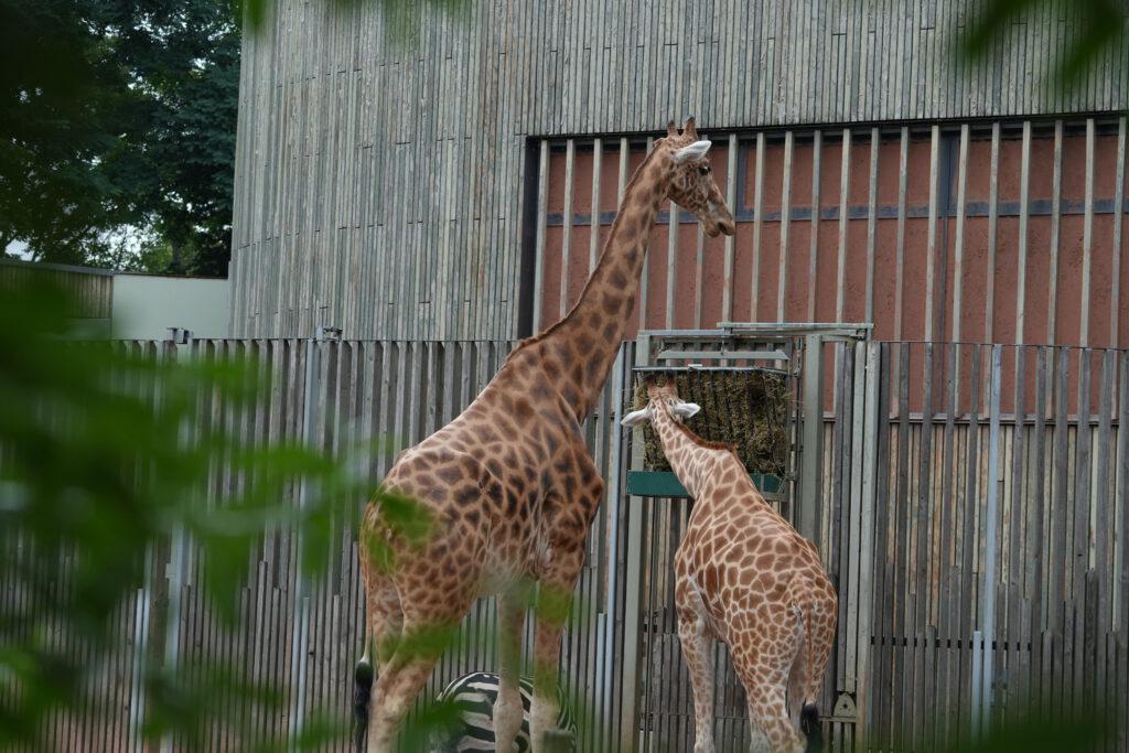 Zoo Dresden