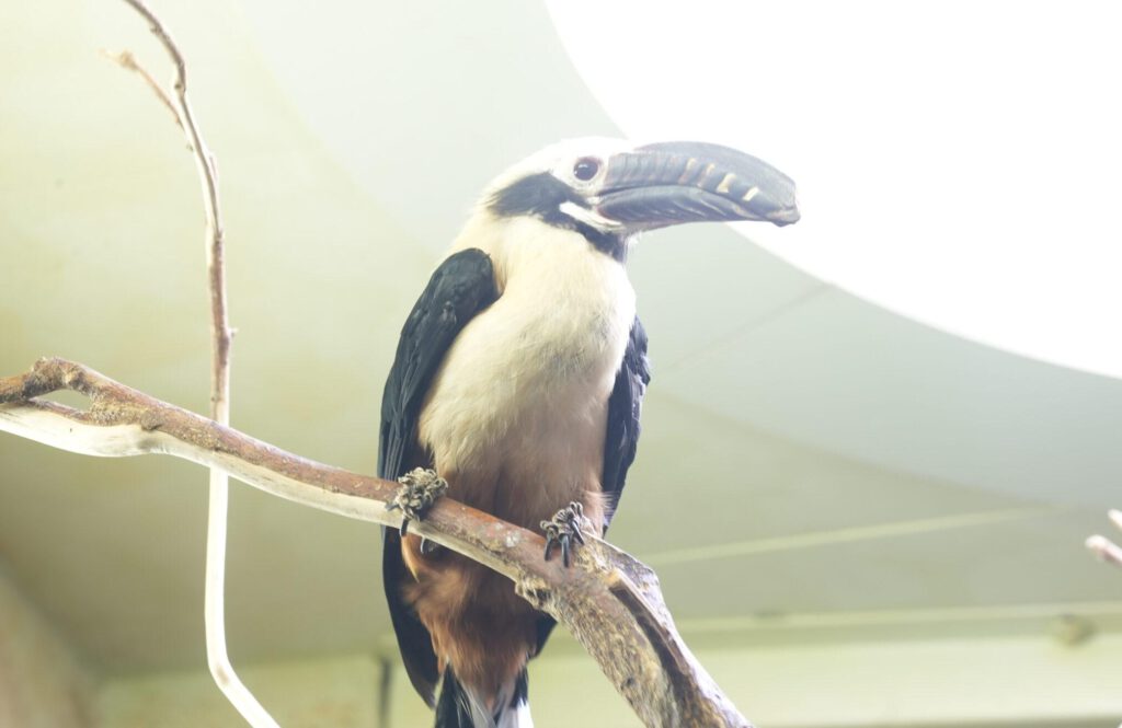 Zoo Dresden