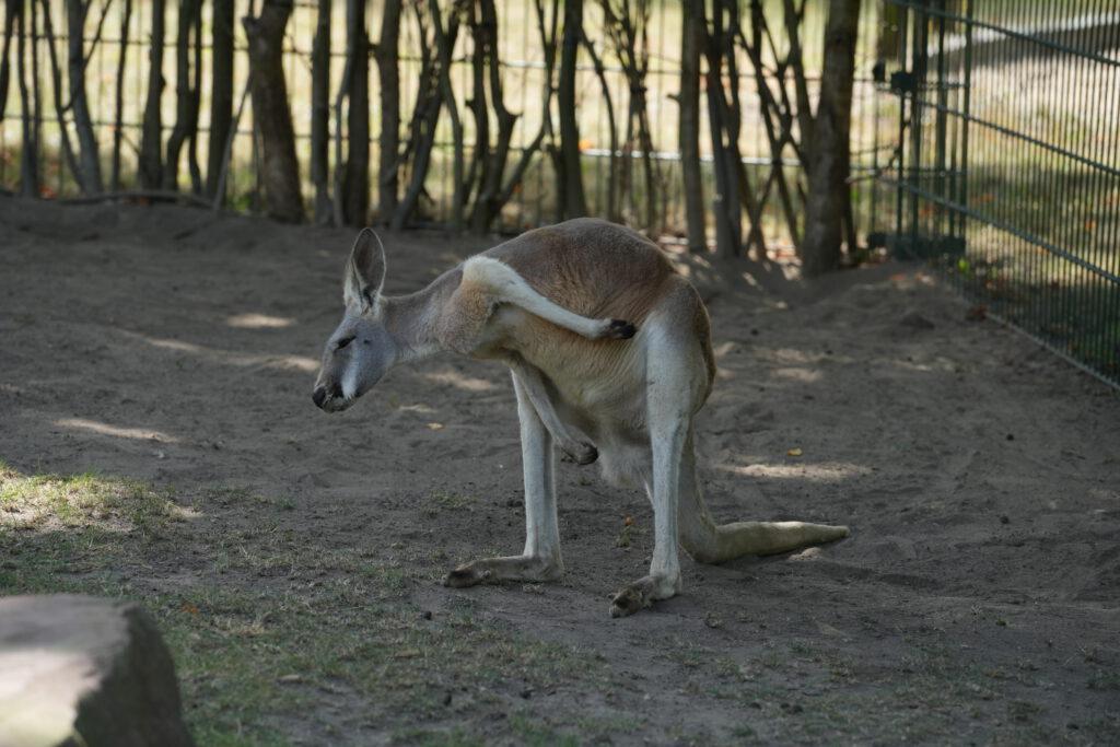 Zoo Dresden