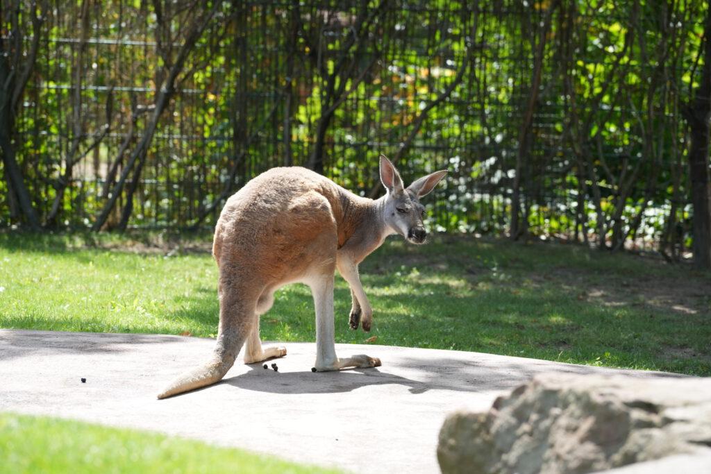 Zoo Dresden