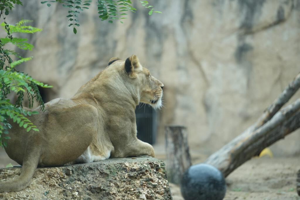 Zoo Dresden