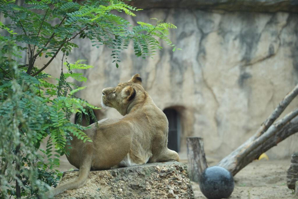 Zoo Dresden