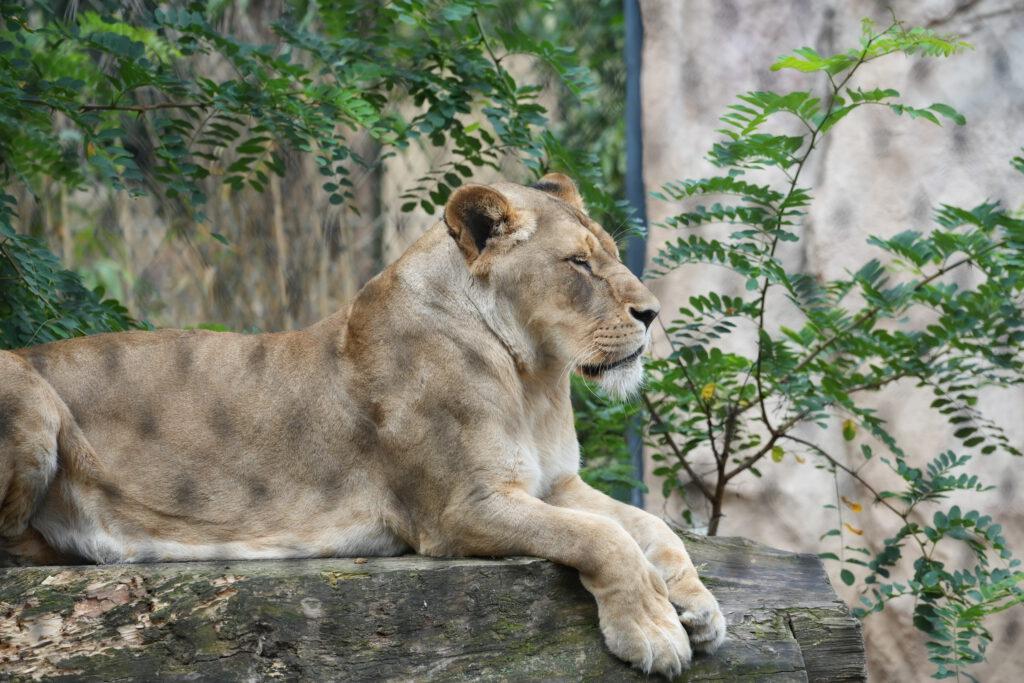 Zoo Dresden