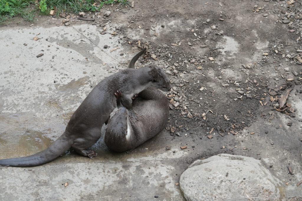 Zoo Dresden
