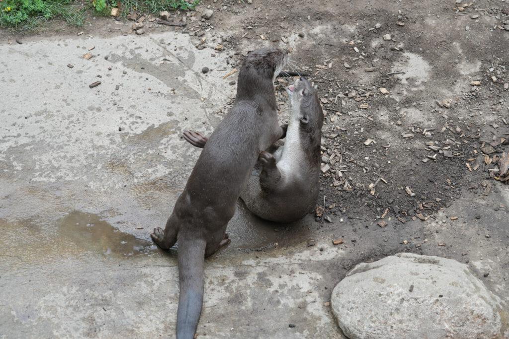 Zoo Dresden