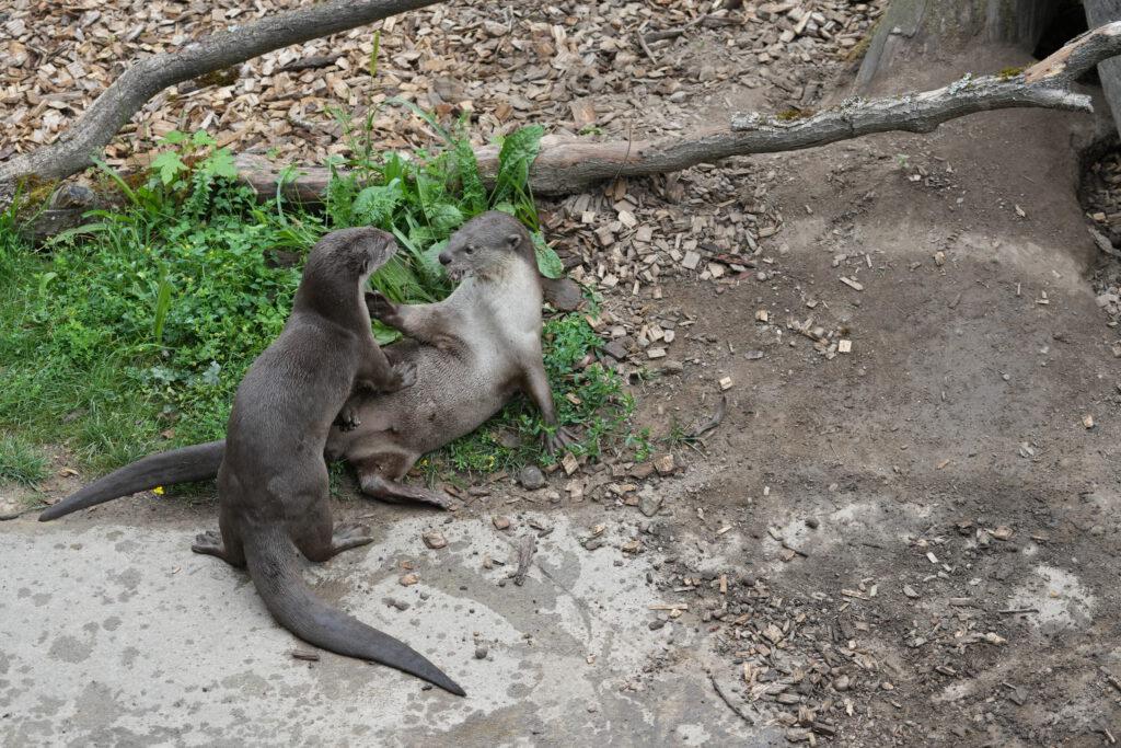 Zoo Dresden