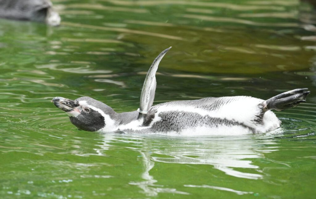 Zoo Dresden