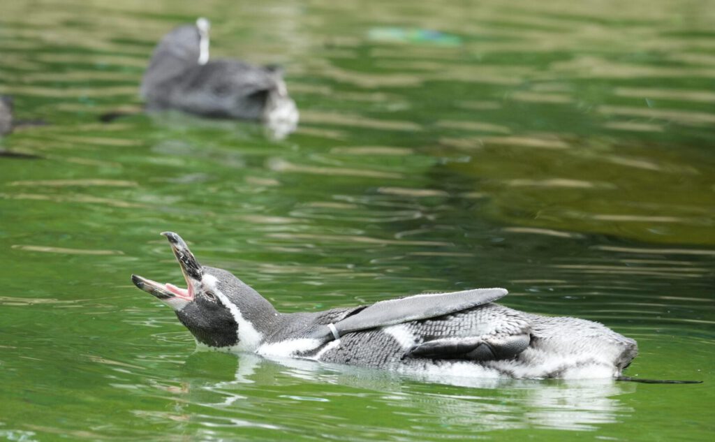 Zoo Dresden