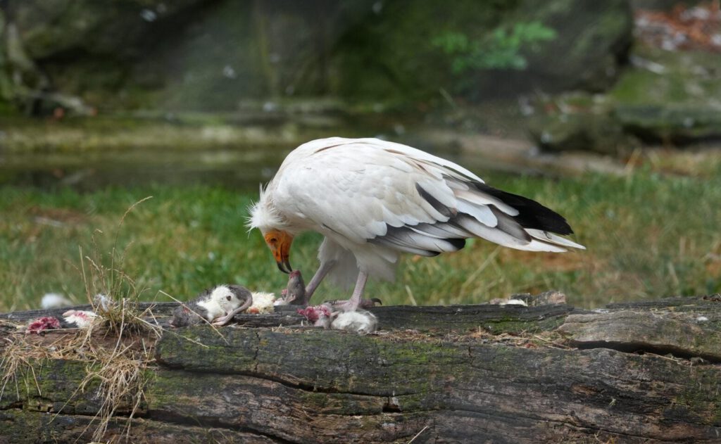 Zoo Dresden