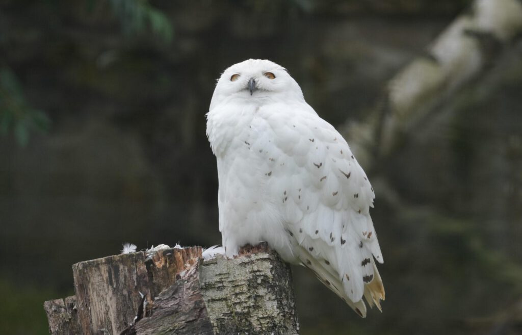 Zoo Dresden