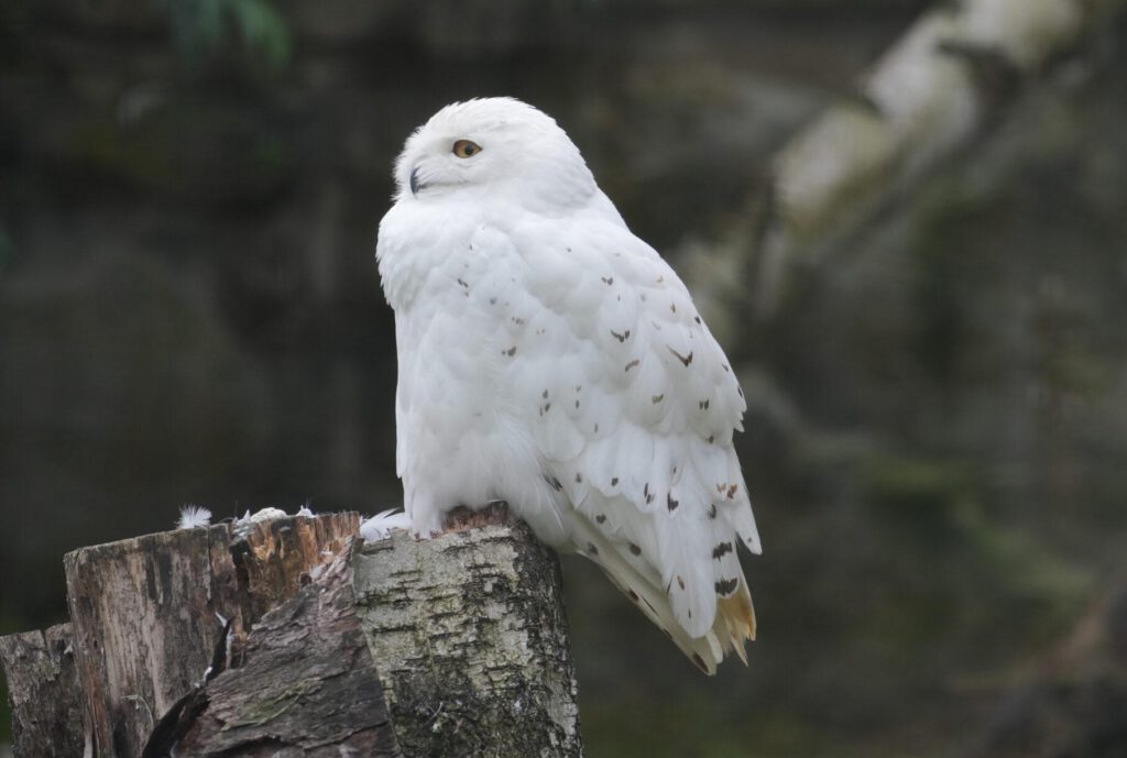 Zoo Dresden
