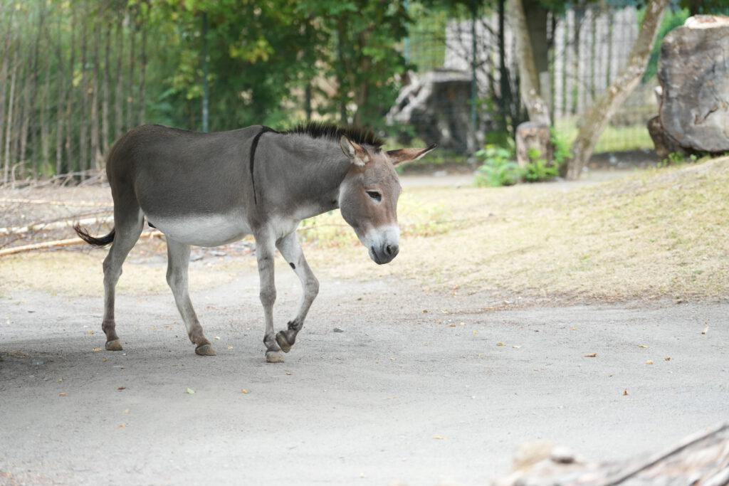 Zoo Dresden