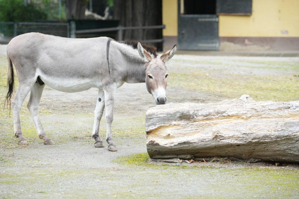 Zoo Dresden