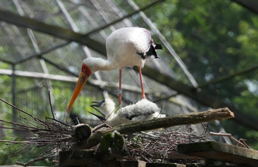 Zoo Dresden