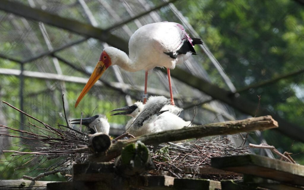 Zoo Dresden