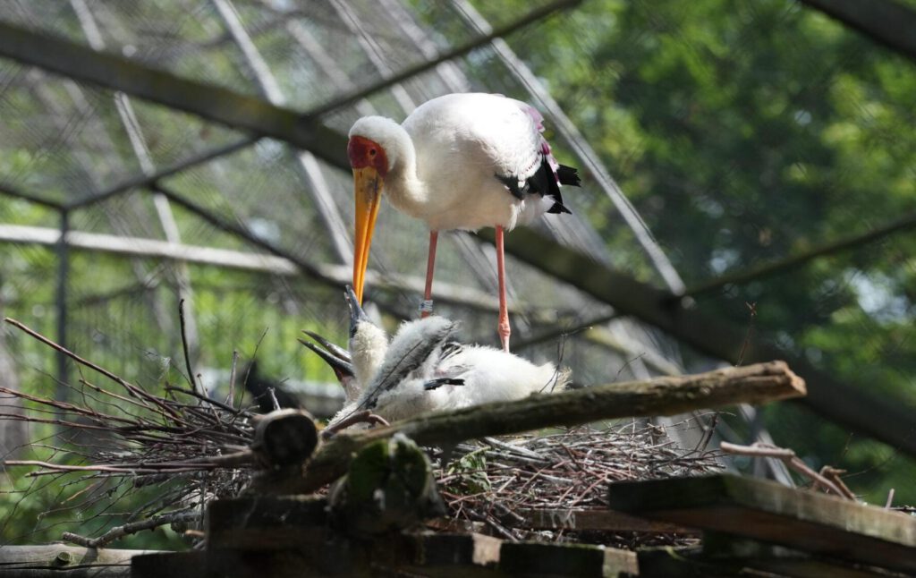 Zoo Dresden