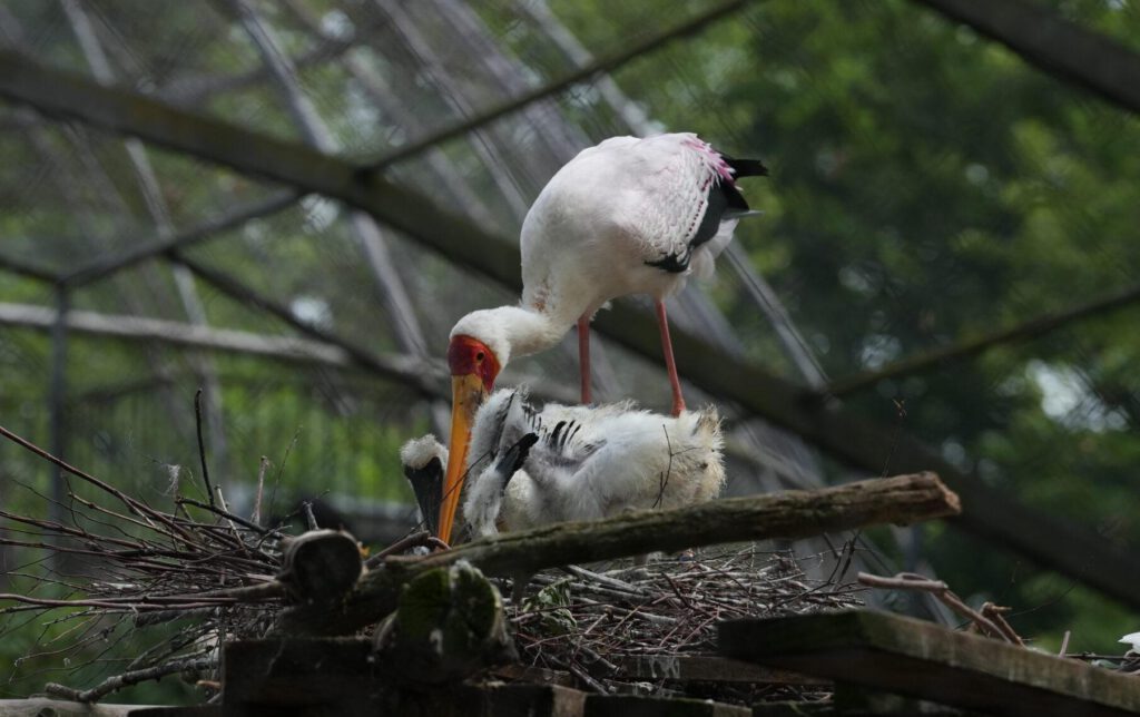 Zoo Dresden