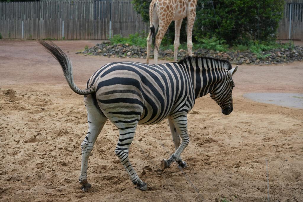 Zoo Dresden