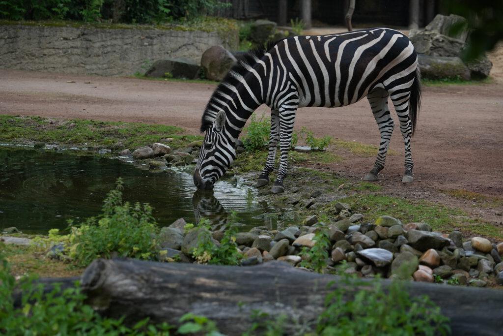 Zoo Dresden