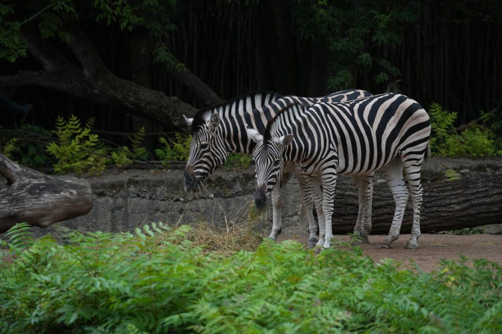 Zoo Dresden