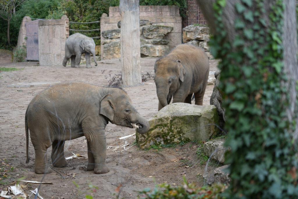 Zoo Leipzig