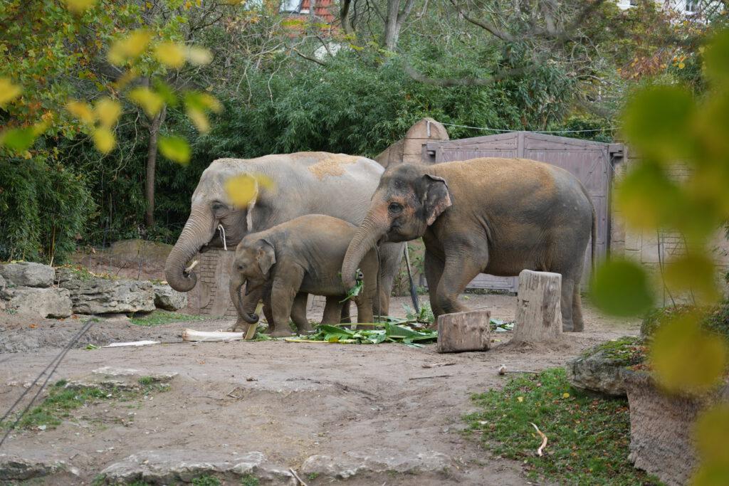 Zoo Leipzig