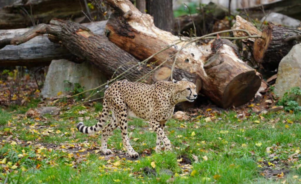 Zoo Leipzig