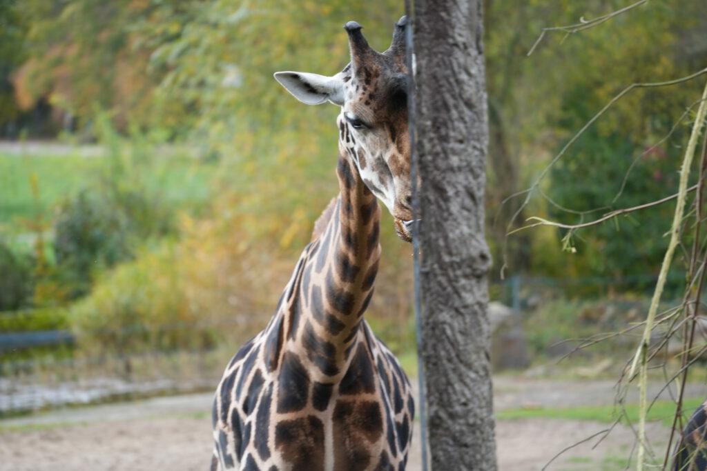 Zoo Leipzig