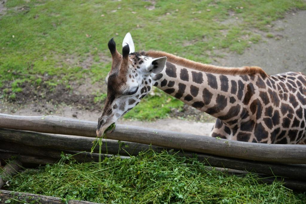 Zoo Leipzig