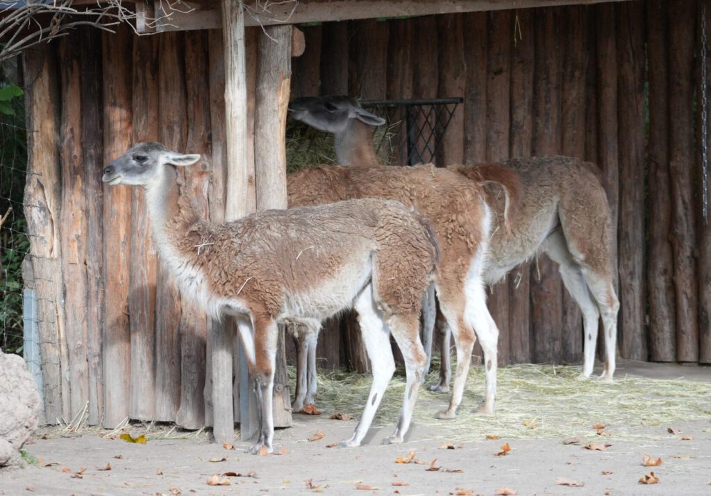 Zoo Leipzig