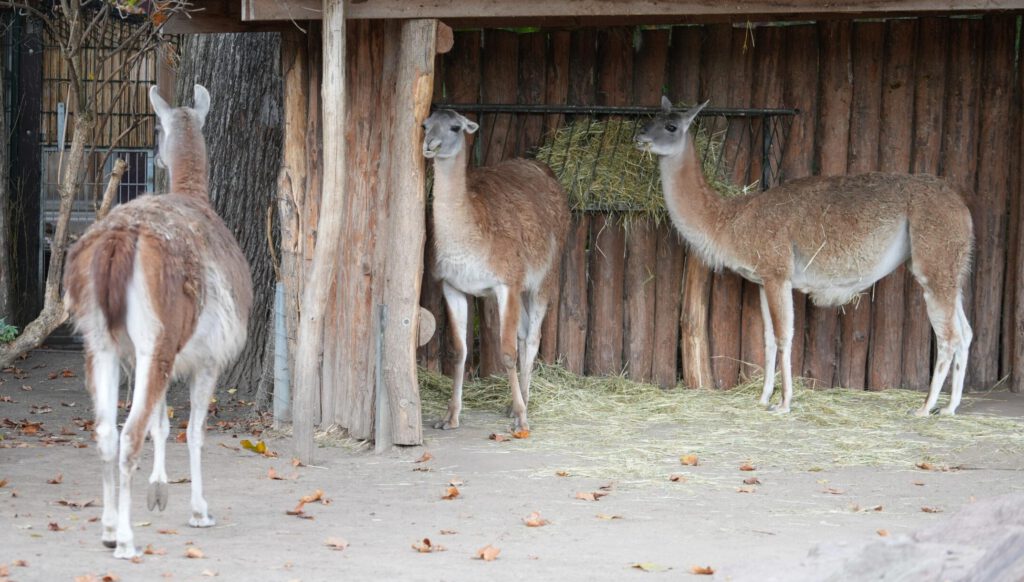 Zoo Leipzig
