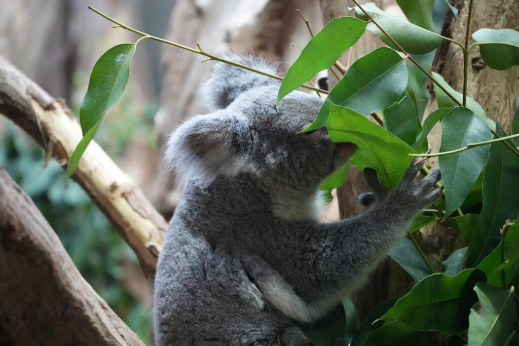 Zoo Leipzig