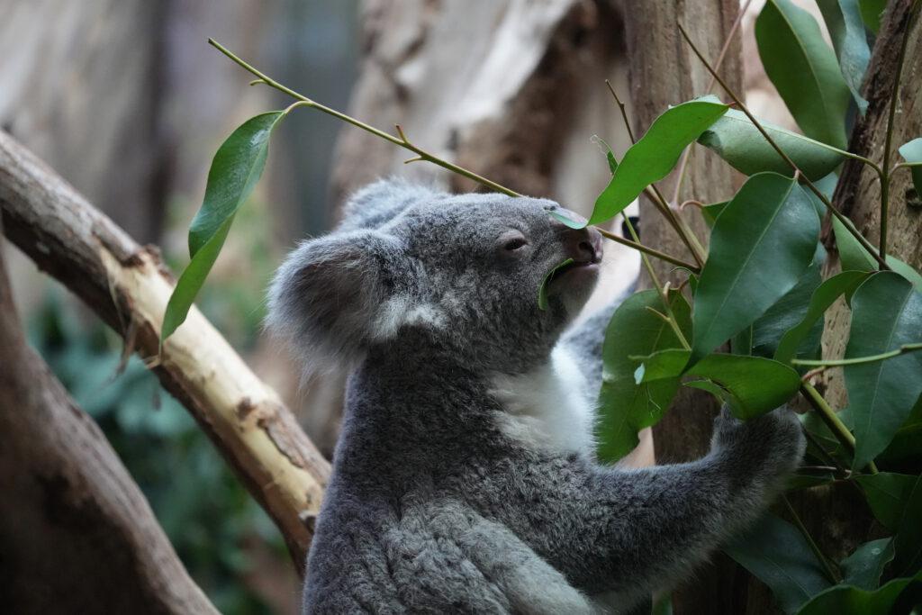 Zoo Leipzig
