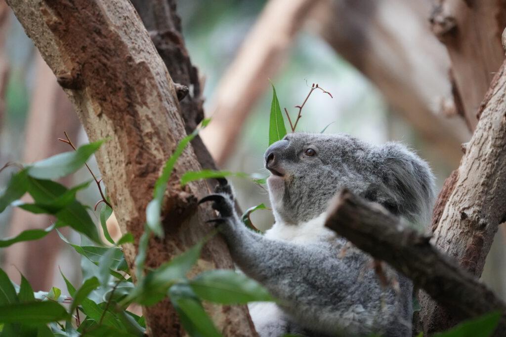 Zoo Leipzig