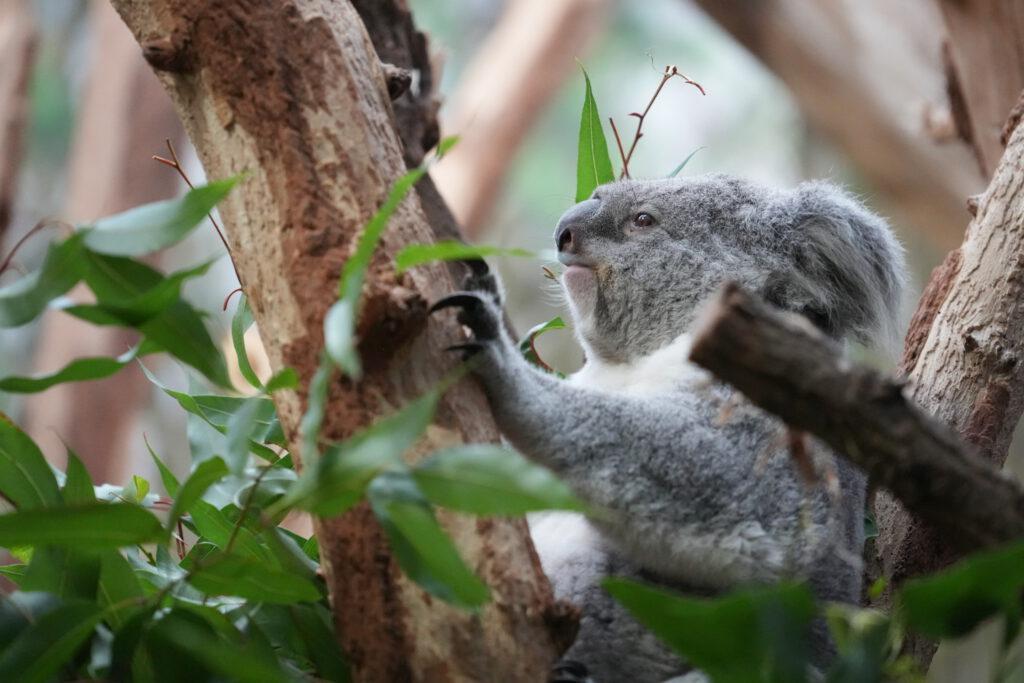 Zoo Leipzig