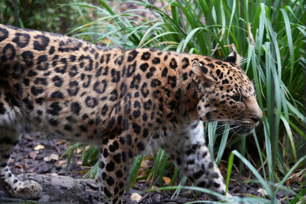 Zoo Leipzig