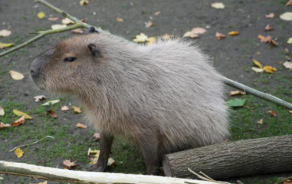 Zoo Leipzig