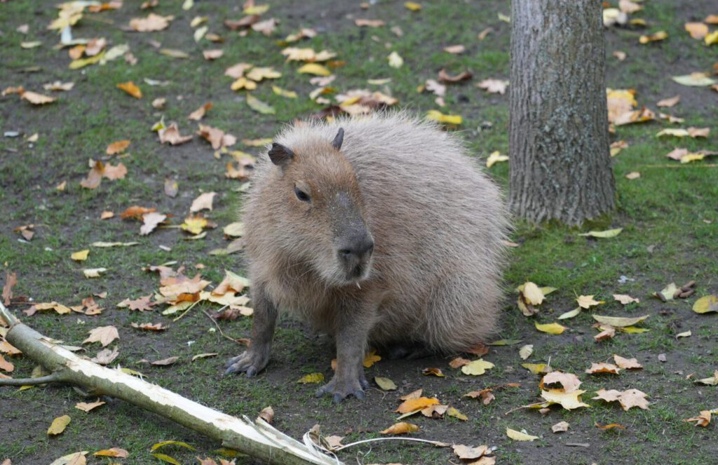 Zoo Leipzig