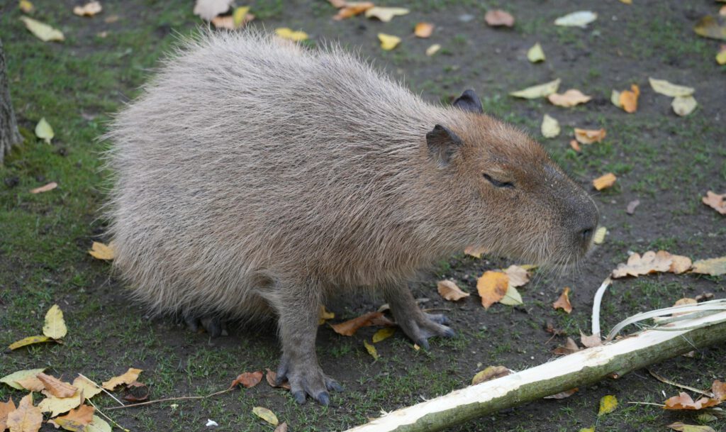 Zoo Leipzig