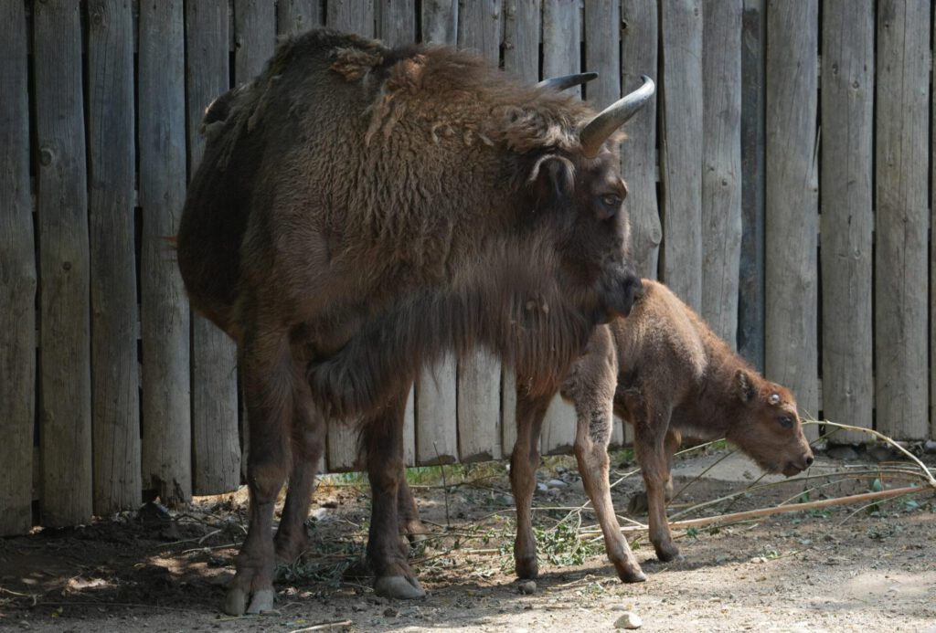 Zoo Prag