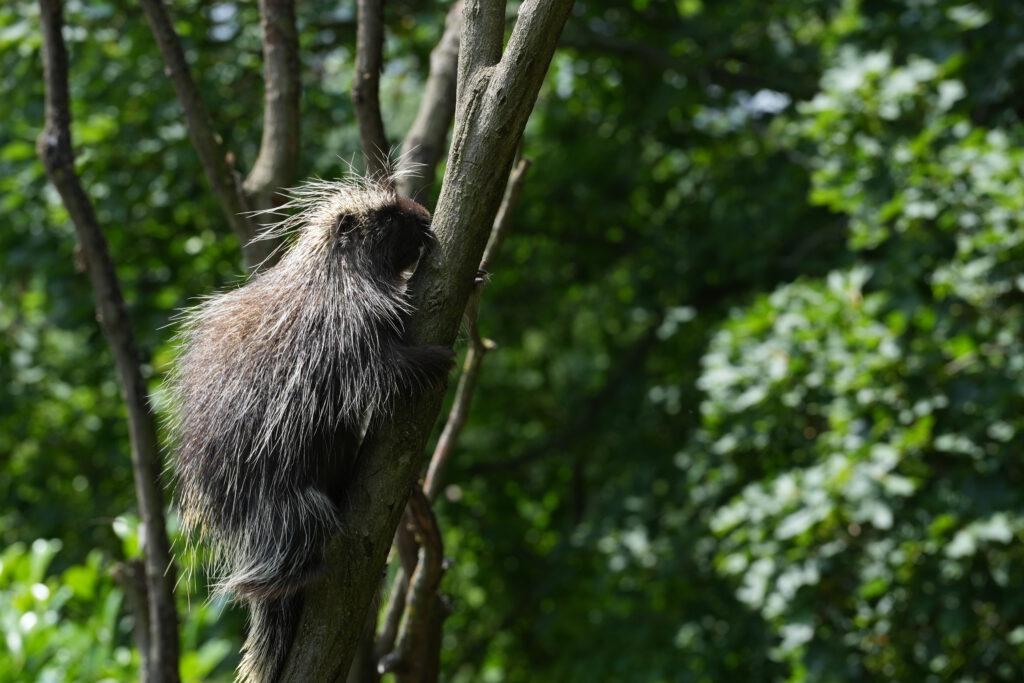 Zoo Prag