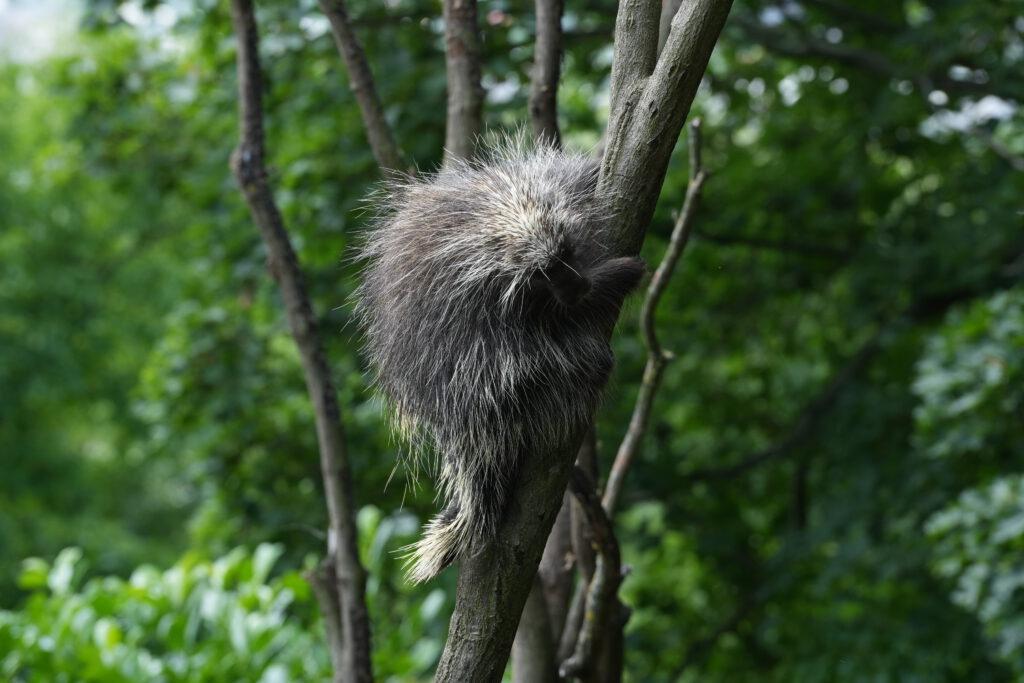 Zoo Prag