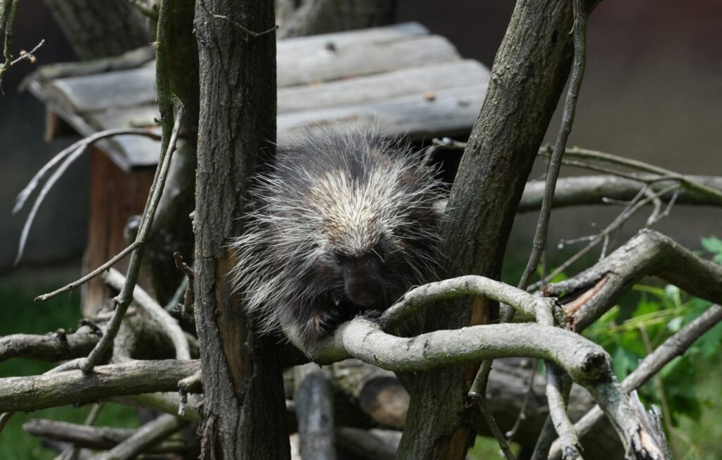 Zoo Prag