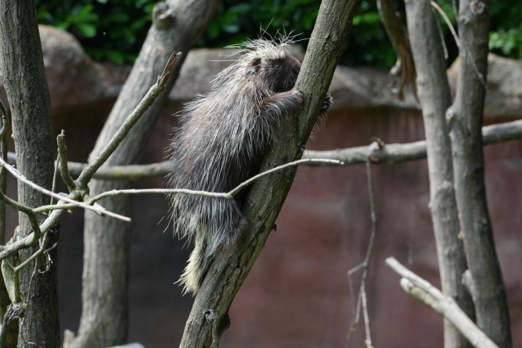 Zoo Prag