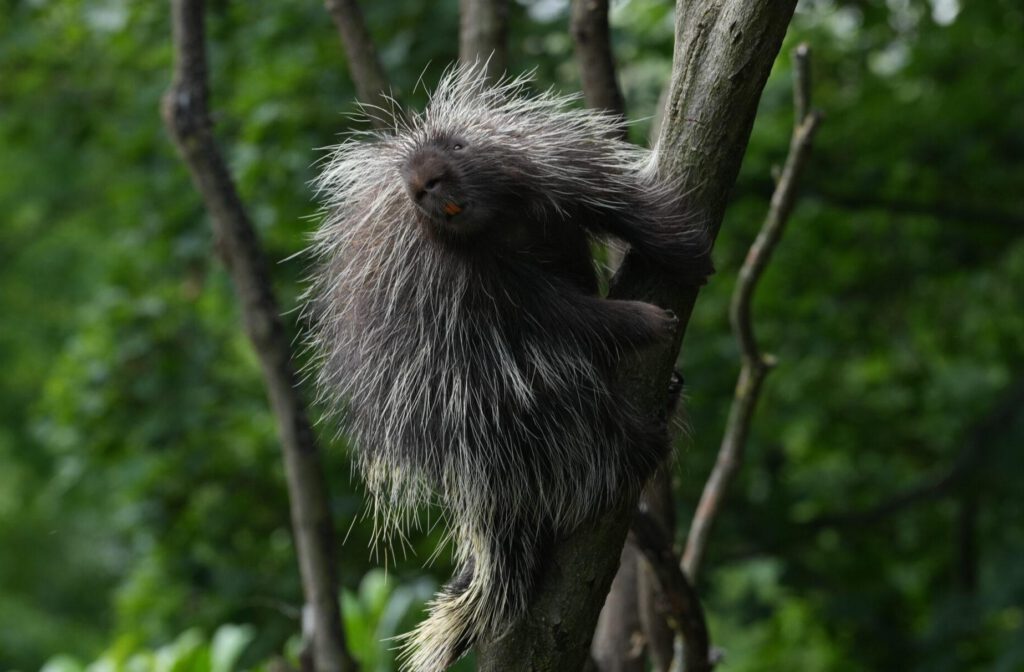 Zoo Prag