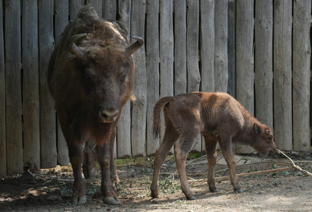 Zoo Prag