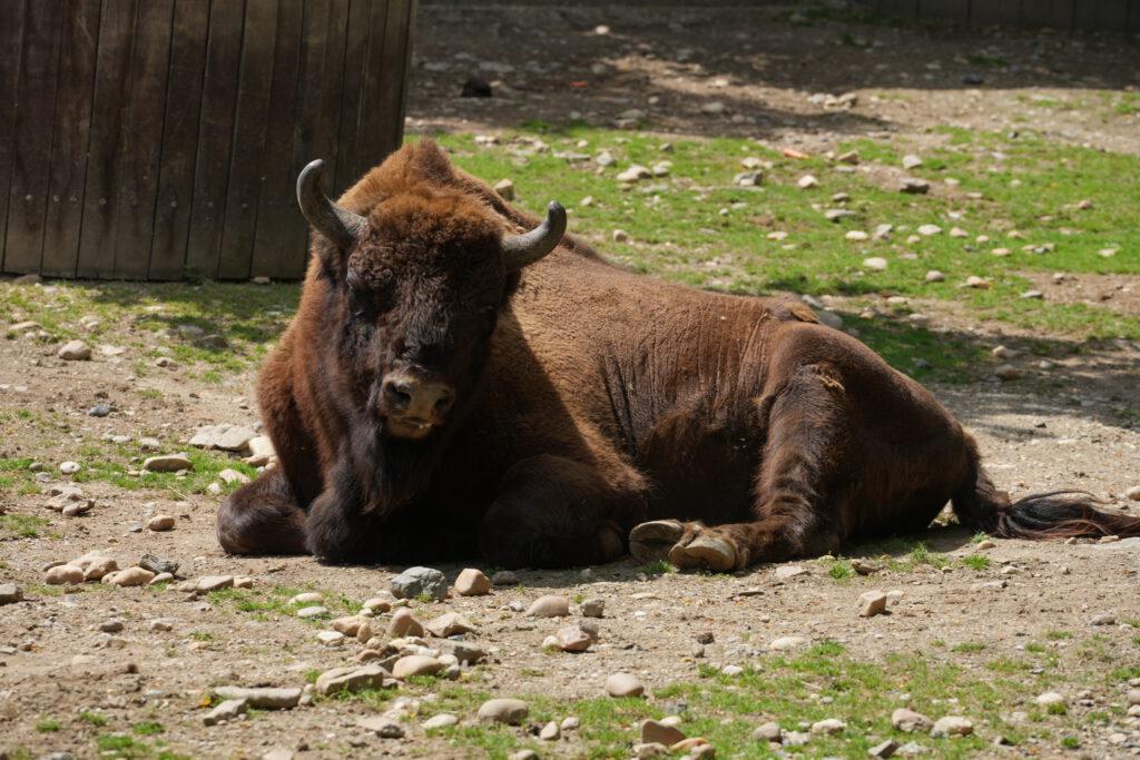 Zoo Prag